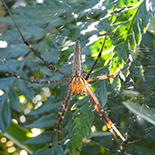 Euprosthenops bayaonianus